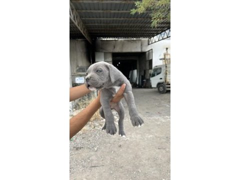 Blue cane corso yavrular