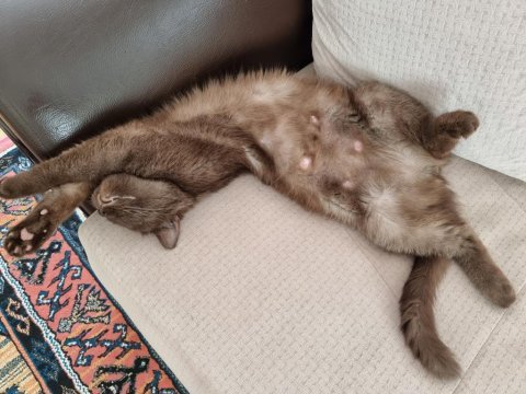 British shorthair çikolata kızımız