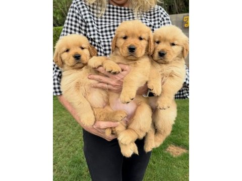 Golden retriever yavruları 