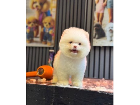 Yavru pomeranian boolarımız