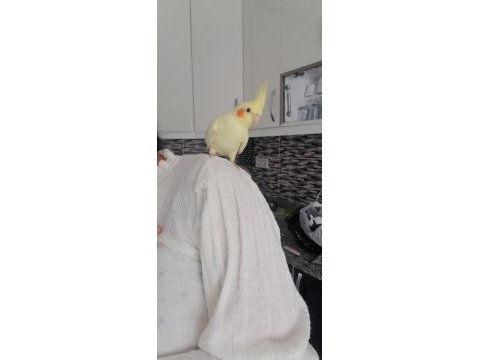 Full evcil insan canlısı aile üyesi kuşumuz