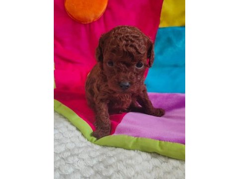 Ruhsatlı köpek çiftliğinden toy poodle yavrularımız