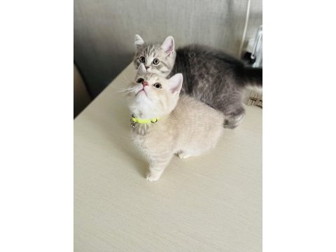 3 aylık british shorthair yavru