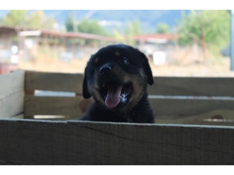 Hayalinizdeki rottweıler yavrusu sizi bekliyor