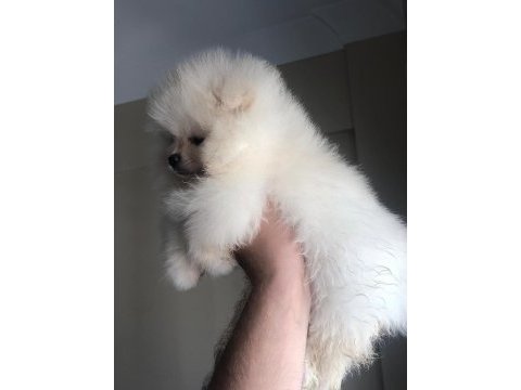 3 aylık dişi pomeranian boo orijinal boo