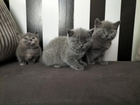British shorthair eğitimli yavrular teslime hazır