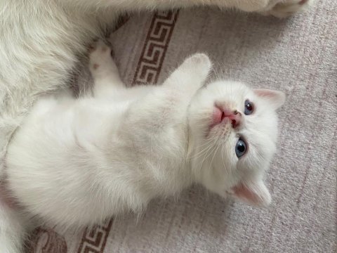 Minik bebeğimiz