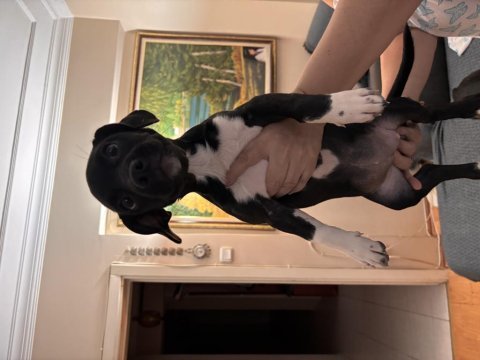 Ücretsiz sahiplendirme jack russell köpeğimiz