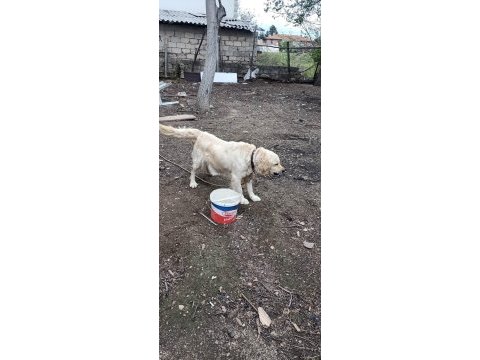 Golden retriever dişi hamile kendi ırkıyla alan koruması var