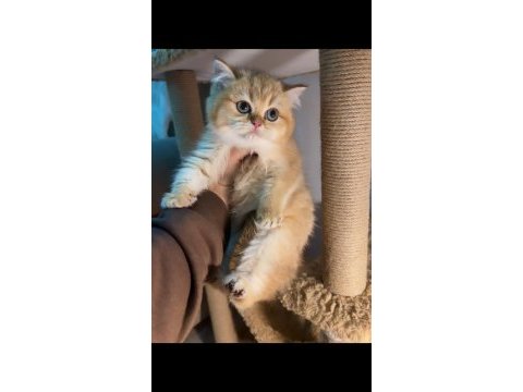 British shorthair golden ny12 dişi