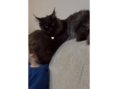 Maine coon kediler