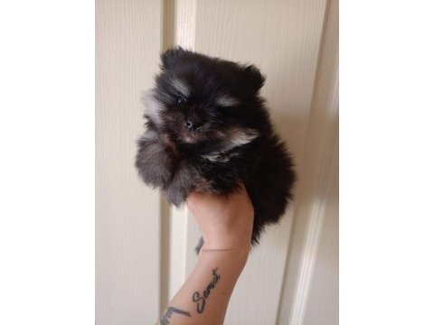Özel renk bir minik pomeranian