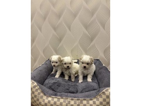 Maltese terrier yavrularımız yeni yuvalarını bekliyorlar