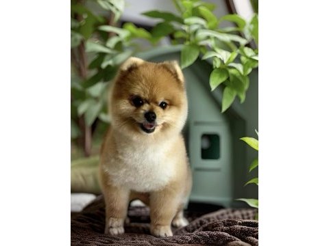 Antalyada pomeranian boo ayı surat yavrular