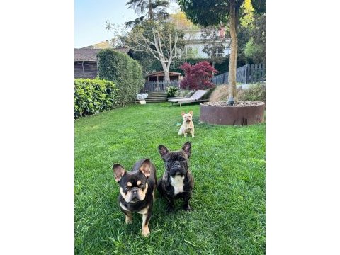 10 aylık french bulldog ücretsiz