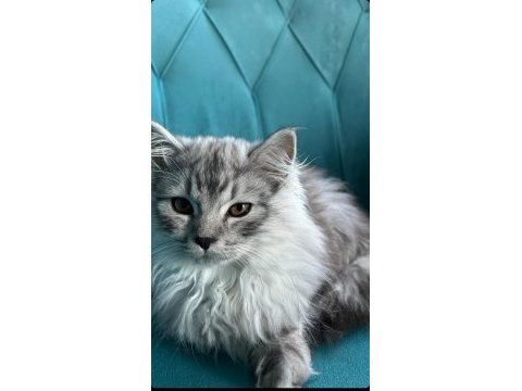 5 aylık dişi british longhair