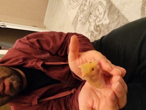 Tatlış yavru hamster yavrucaklar