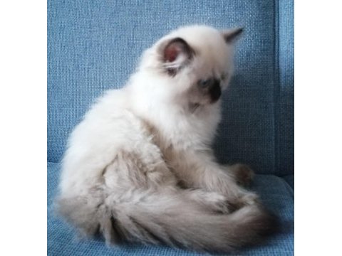 Ragdoll bebekler rezerve açık