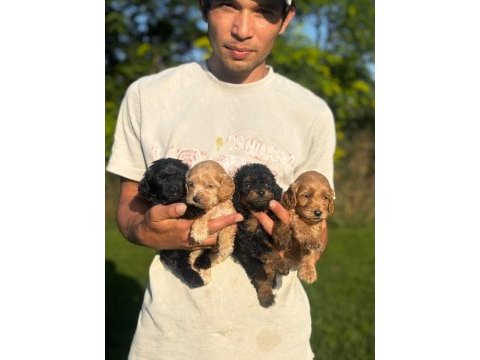 Tatlı maltipoo yavrular bizde