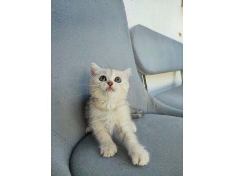 Pembe burun yeşil göz british shorthair prenses