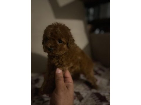 Irk ve sağlık garantili poodle bebeklerimiz