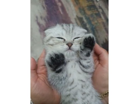 İki aylık scottish fold erkek