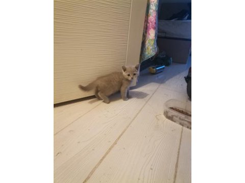British shorthair kedimi çok uyguna sahiplendiriyorum