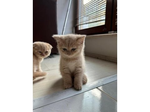 Çok sevecen british kedimiz