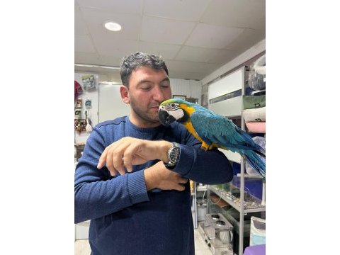 Faturalı cites belgeli 8 aylık macaw papağanlar