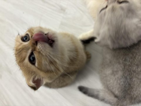 Turuncu scottish fold