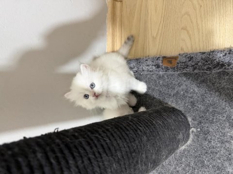 Bbrtish longhair ler hazırlar