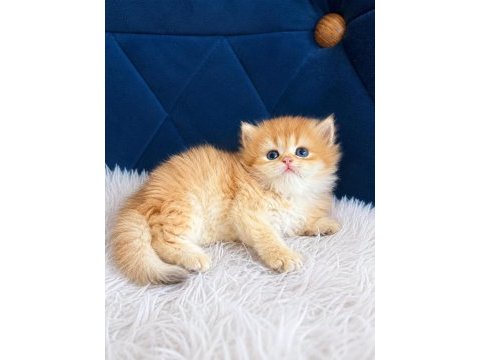 British shorthair ve longhair golden yavrular