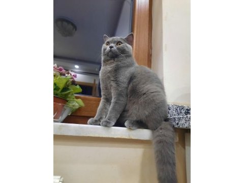 British shorthair yetişkin