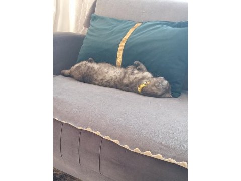 Scottish fold