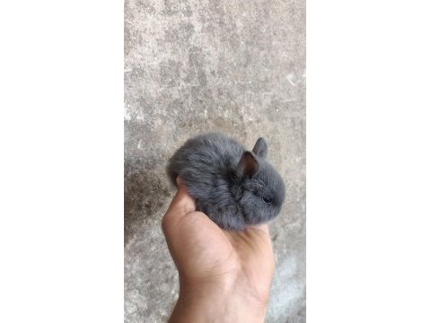 Orijinal netherland dwarf yavru tavşan