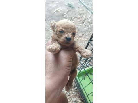 Maltipoo bebeklerimiz