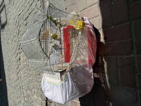 Bilezikli mutasyon yavru yapan çift 3000