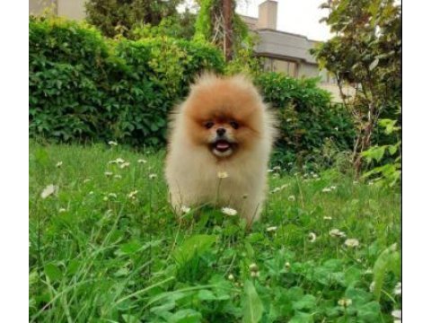 Elit patiler farkıyla pomeranian yavrular