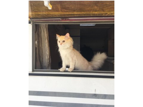 7 aylık erkek british longhair