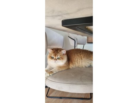 Safkan british shorthair yavrular