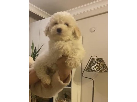 Erkek oyuncu maltipoo köpeğim