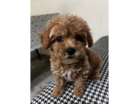 Kütahya dişi maltipoo