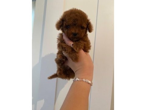 Teacup red brown dişi toy poodle