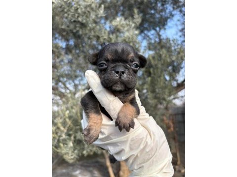 Safkan bebek french bulldoglar
