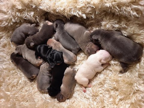 Fluffy ve isabella taşıyıcı exotic french bulldog yavrular