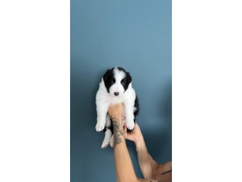 Border collie yavruları