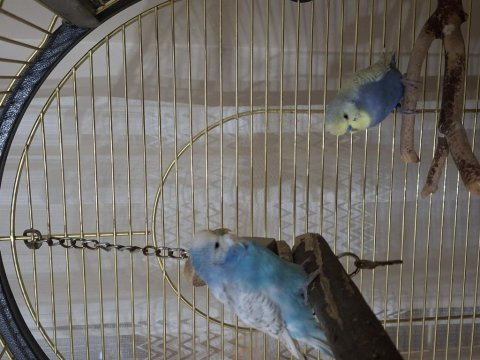 1 yaşında takım jumbo muhabbet kuşu