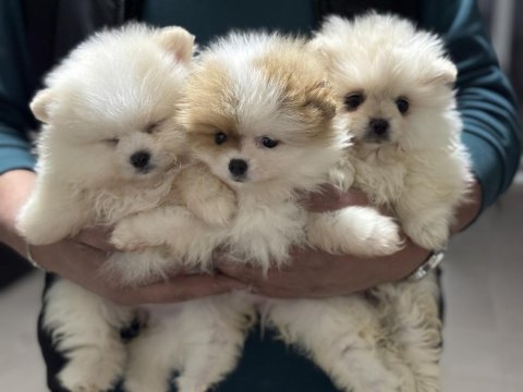 Ankranın en seçkin teddy face pomeranian yavruları