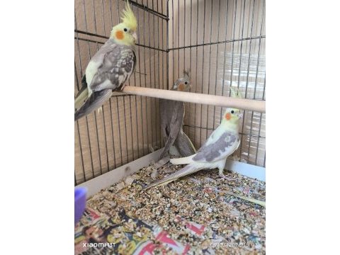 Lutino takım sultan papağanı