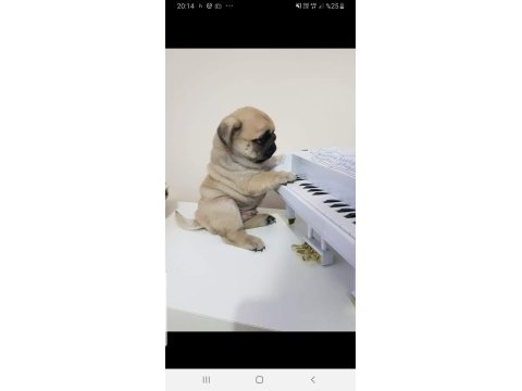 Safkan a kalite muhteşem pug yavruları